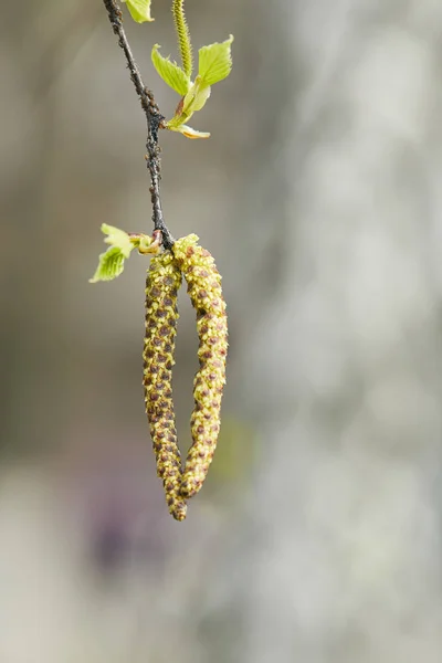Close up of green catkins on alder branch on blurred background — Stock Photo