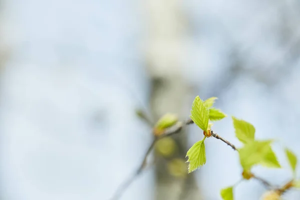 Enfoque selectivo de las hojas verdes en la rama del árbol en primavera - foto de stock