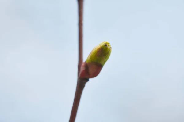 Foco seletivo de botão fechado verde no ramo da árvore — Fotografia de Stock