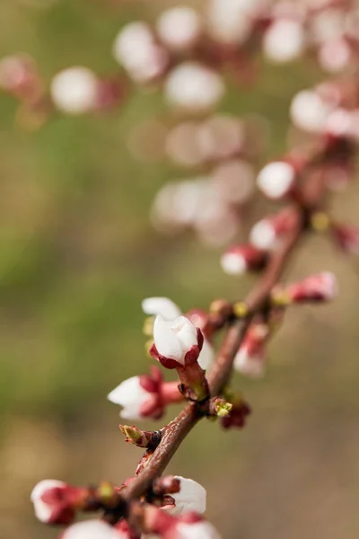 Селективний фокус закритих квіткових бруньок на гілці дерева — стокове фото