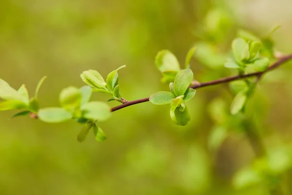 Close up of green blooming leaves in sunlight on tree branch in spring — Stock Photo