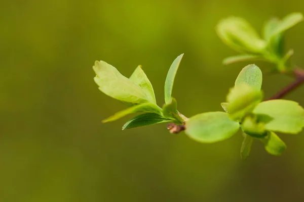Nahaufnahme von grünen, frisch blühenden Blättern auf Ästen im Frühling — Stockfoto