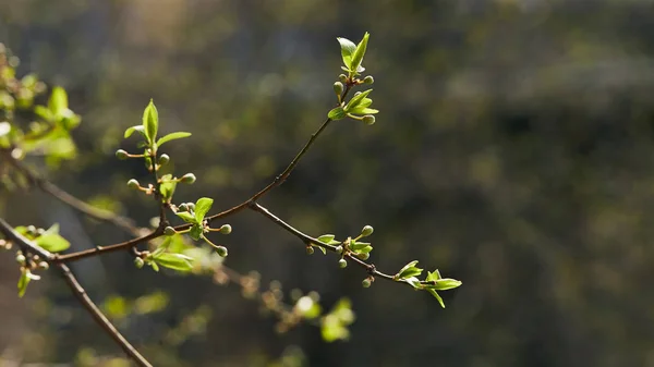 Enfoque selectivo de las ramas de los árboles con hojas verdes en flor a la luz del sol - foto de stock