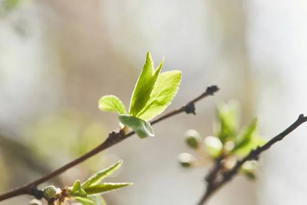 Selective focus of tree branches with green leaves in sunshine — Stock Photo