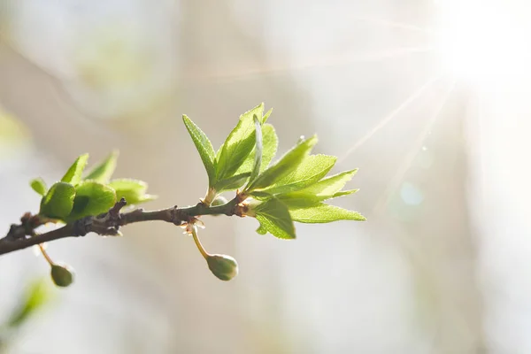 Gros plan de la branche d'arbre avec des feuilles vertes et soleil brillant — Photo de stock
