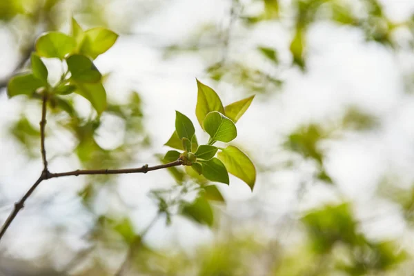 Close up of tree branches with green leaves on blurred background — Stock Photo