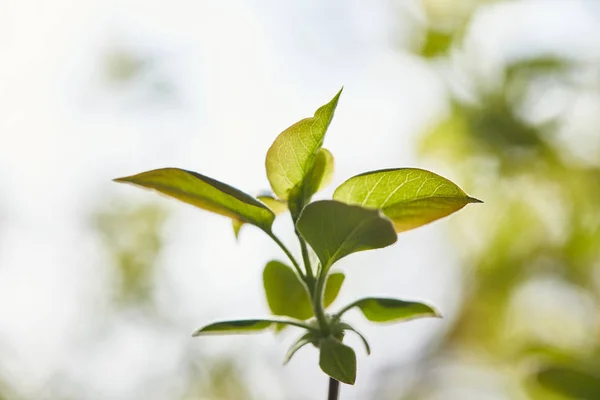 Rama de árbol con hojas verdes sobre fondo borroso - foto de stock
