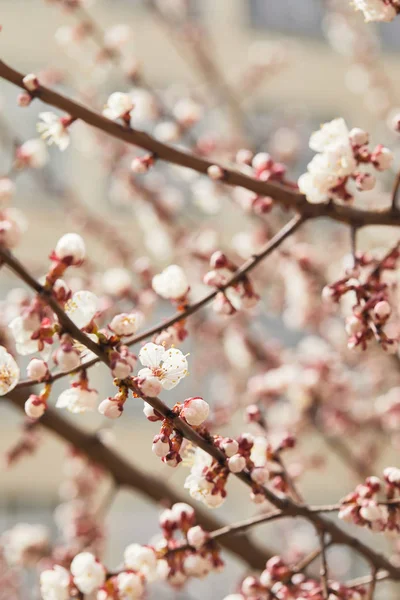 Primer plano de ramas de árboles con flores blancas florecientes en primavera - foto de stock