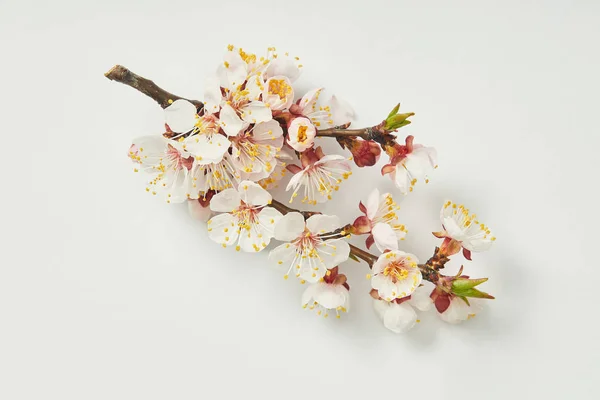 Vue de dessus de la branche d'arbre avec des fleurs printanières en fleurs sur fond blanc — Photo de stock