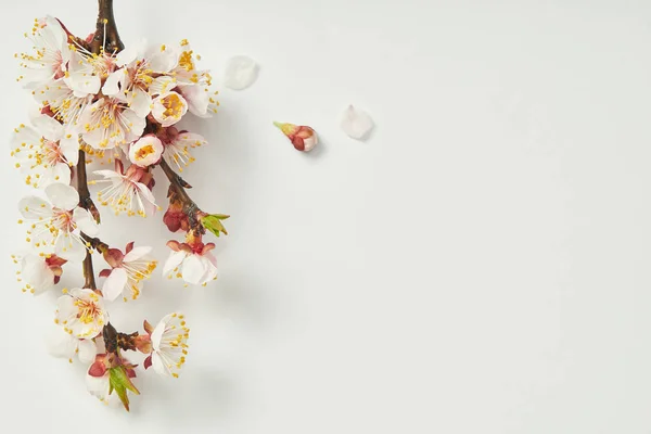 Vista superior do galho da árvore com flores de primavera florescendo e pétalas no fundo branco — Fotografia de Stock
