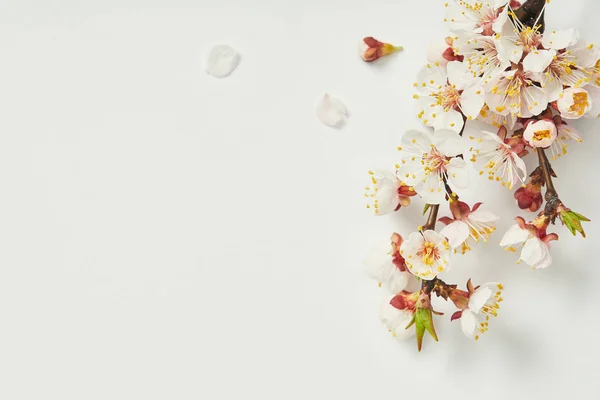 Ansicht von oben des Astes mit blühenden Frühlingsblumen und weißen Blütenblättern auf weißem Hintergrund — Stockfoto