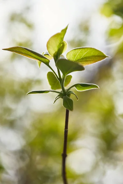 Close up de galho de árvore com folhas verdes e sol brilhante no fundo — Fotografia de Stock