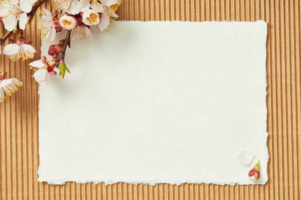 Вид зверху на гілку дерева з квітучими весняними квітами на білій порожній кишені — стокове фото