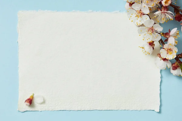 Верхний вид ветки дерева с цветущими весенними цветами на белой полосатой карточке на синем фоне — стоковое фото