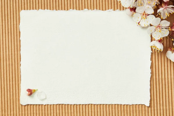 Ansicht von oben Zweig mit blühenden Frühlingsblumen auf weißen leeren Karte auf strukturiertem Hintergrund — Stockfoto