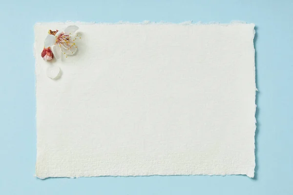 Top view of blooming spring flowers on white blank stripped card on blue background — Stock Photo