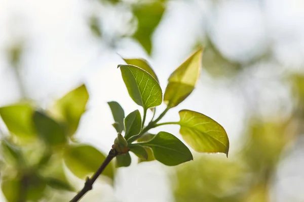 Close up of tree branch with green leaves in daylight — Stock Photo