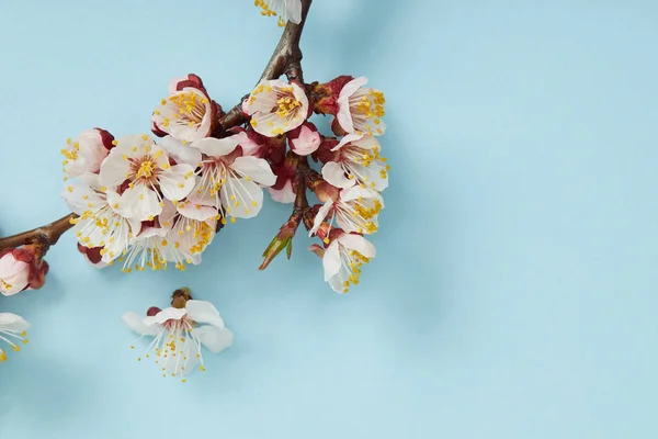 Nahaufnahme eines Astes mit blühenden Frühlingsblumen auf blauem Hintergrund — Stockfoto