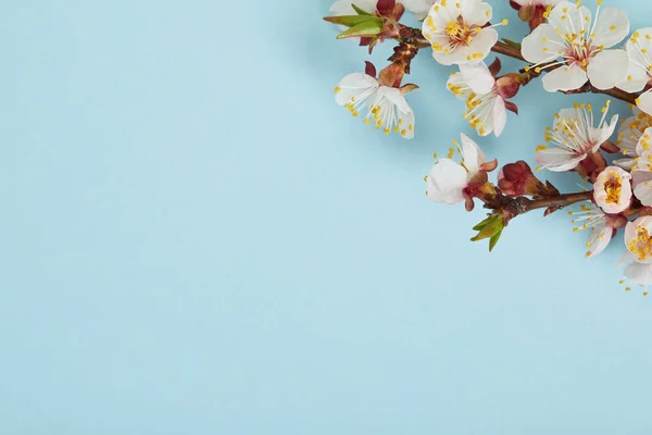 Primer plano de la rama del árbol con flores blancas en flor sobre fondo azul - foto de stock