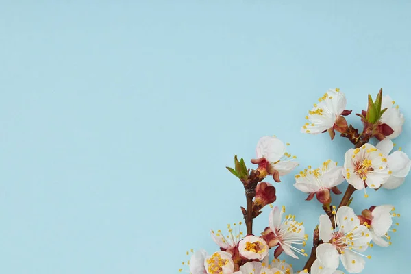 Gros plan de la branche d'arbre avec floraison printemps fleurs blanches sur fond bleu — Photo de stock