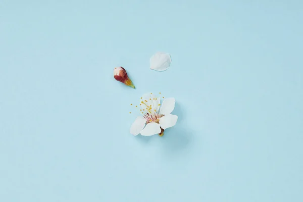 Vue de dessus de fleur blanche fleurissante avec des pétales sur fond bleu — Photo de stock