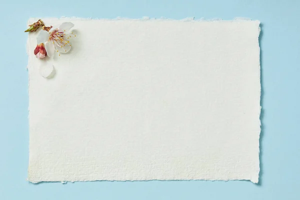 Top view of blooming spring flowers on white blank stripped card on blue background — Stock Photo