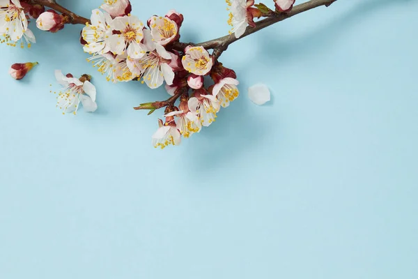 Close up of tree branch with blossoming white flowers on light blue background — Stock Photo