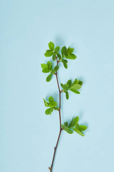 Top view of tree branch with green leaves on blue background — Stock Photo