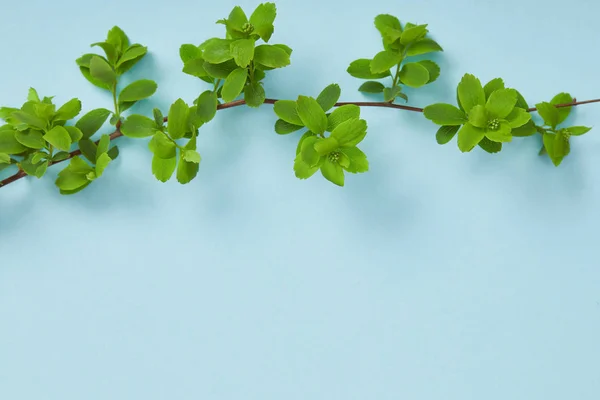 Vista superior do galho da árvore com folhas verdes florescendo no fundo azul com espaço de cópia — Fotografia de Stock