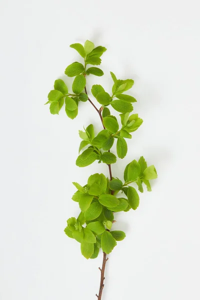Top view of tree branch with blooming green leaves on white background — Stock Photo
