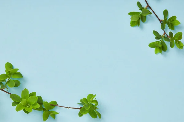 Top view of tree branches with blooming green leaves on blue background with copy space — Stock Photo