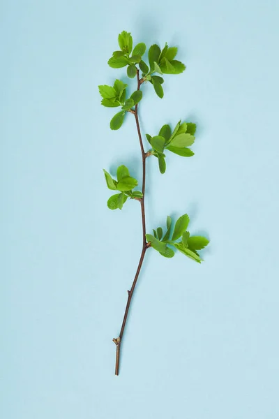 Top view of tree branch with blooming spring green leaves on blue background — Stock Photo