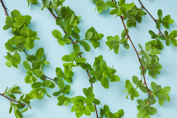 Blick von oben auf Zweige mit blühenden grünen Blättern auf blauem Hintergrund — Stockfoto