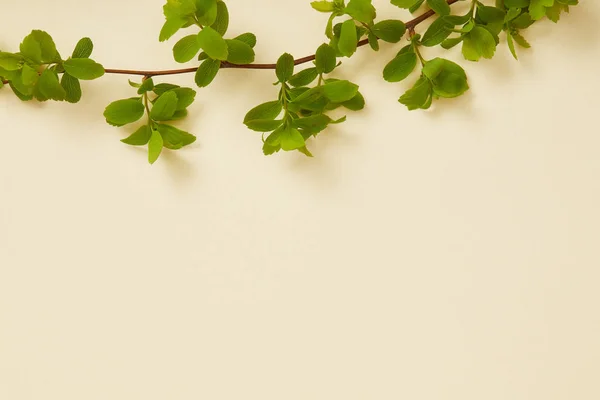 Top view of tree branch with blooming green leaves on yellow background — Stock Photo