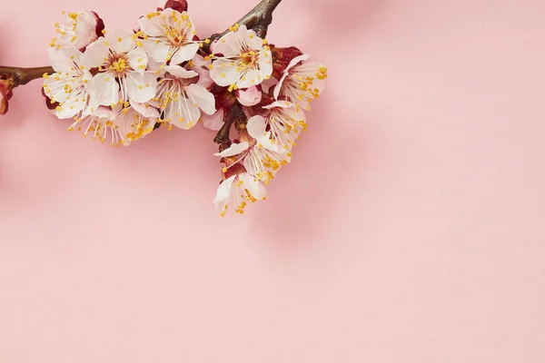 Top view of tree branch with blooming flowers on pink background — Stock Photo