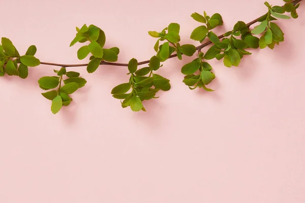 Top view of tree branch with blooming green leaves on pink background — Stock Photo