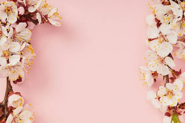 Вид зверху на гілки дерев з квітучими весняними квітами на рожевому фоні — стокове фото