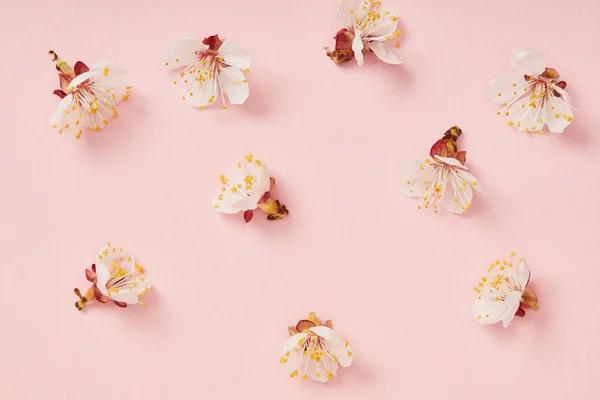 Top view of white blooming spring flowers on pink background — Stock Photo