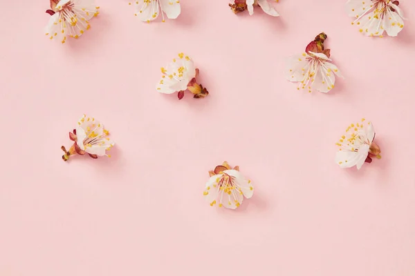 Vista superior de flores blancas en flor sobre fondo rosa - foto de stock