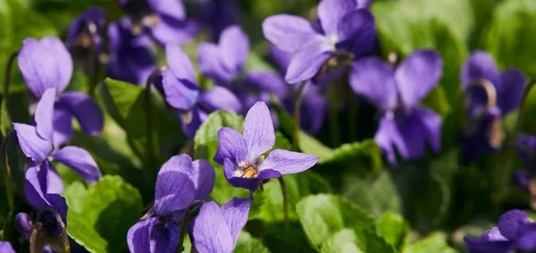 Plano panorámico de violetas florecientes con hojas verdes a la luz del sol - foto de stock