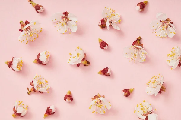Vista superior de flores de primavera florecientes blancas sobre fondo rosa - foto de stock