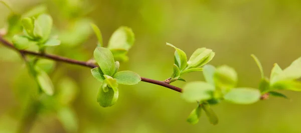 Panoramic shot of green leaves on tree branch in springtime — Stock Photo