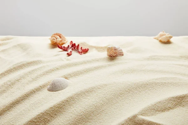 Enfoque selectivo de conchas marinas y estrellas de mar en arena sobre fondo gris - foto de stock