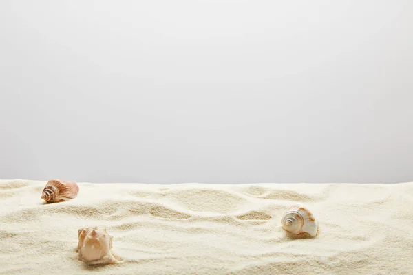 Coquillages épars sur sable texturé sur fond gris — Photo de stock