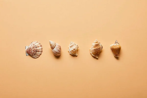 Vista superior de las conchas marinas en fila sobre fondo beige - foto de stock