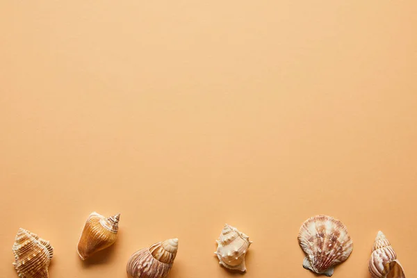 Top view of marine textured seashells on beige background — Stock Photo