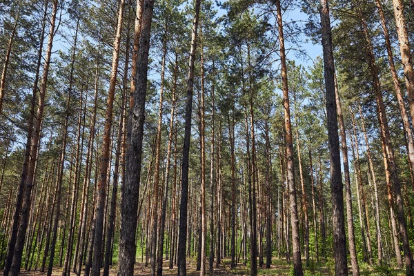 Blick auf Tannen im ruhigen grünen Wald — Stockfoto