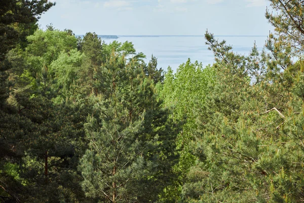 Luftaufnahme der Landschaft mit Fluss und grünen Laubbäumen — Stockfoto