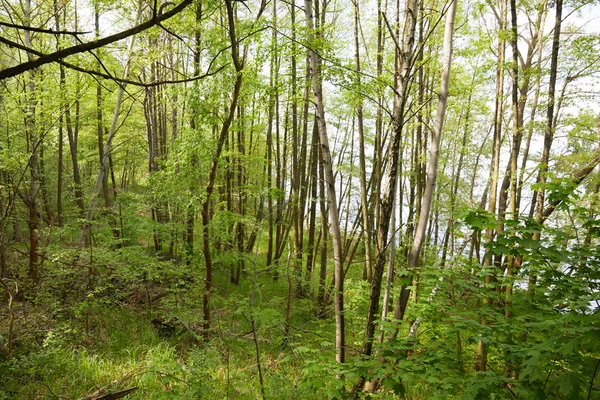 Grüne und grüne Bäume im dichten Wald — Stockfoto