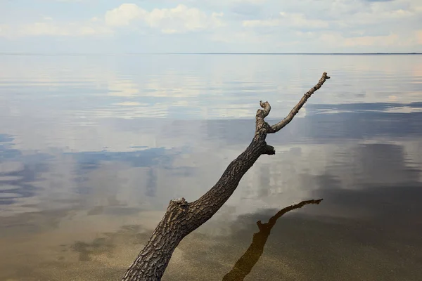 Branche ancienne et sèche au-dessus de la rivière avec reflet bleu ciel sur l'eau — Photo de stock